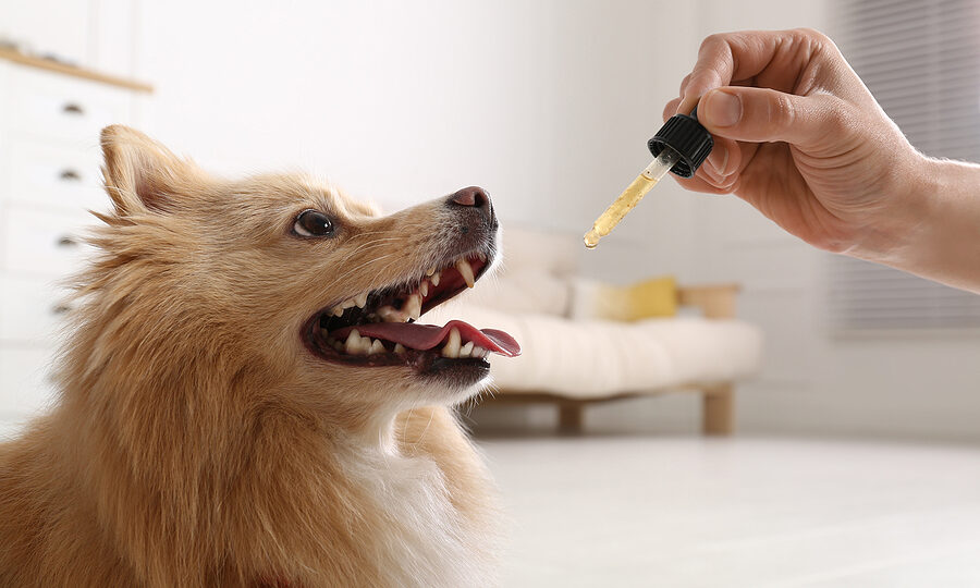 hemp-seed-oil-for-dogs